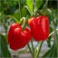 Red Capsicum